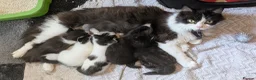 Mixed Breed cats for sale: 4 female kittens for sale  in New Milton - Advert 5