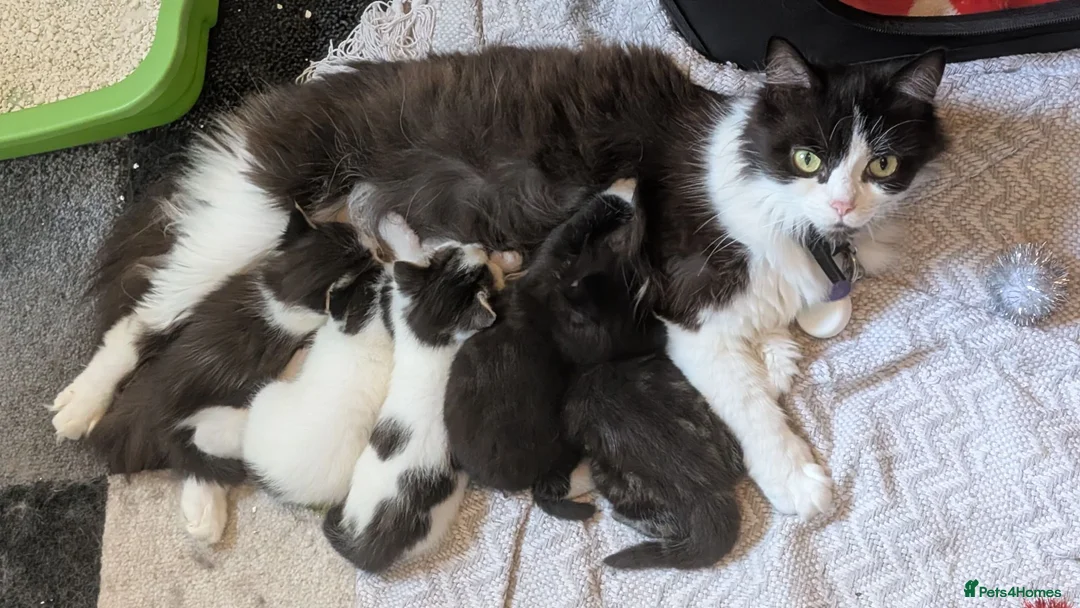Mixed Breed cats for sale: 4 female kittens for sale  in New Milton - Advert 5
