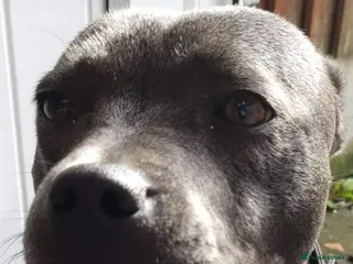 Staffordshire Bull Terrier dogs Staffordshire bull terrier seeking stud - Advert 1