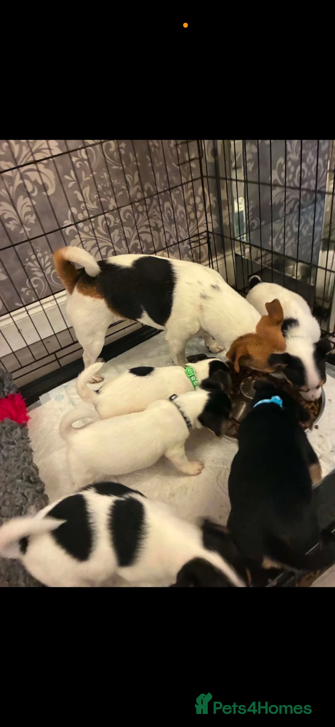 Jack Russell dogs for sale: Lovely jack Russell pup - Advert 2