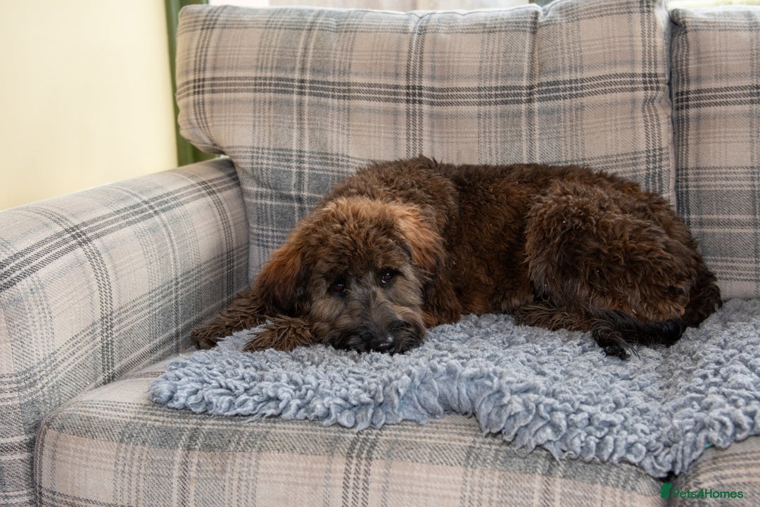 Goldendoodle dogs for sale: 6 month old F1B mini Goldendoodle - Advert 3