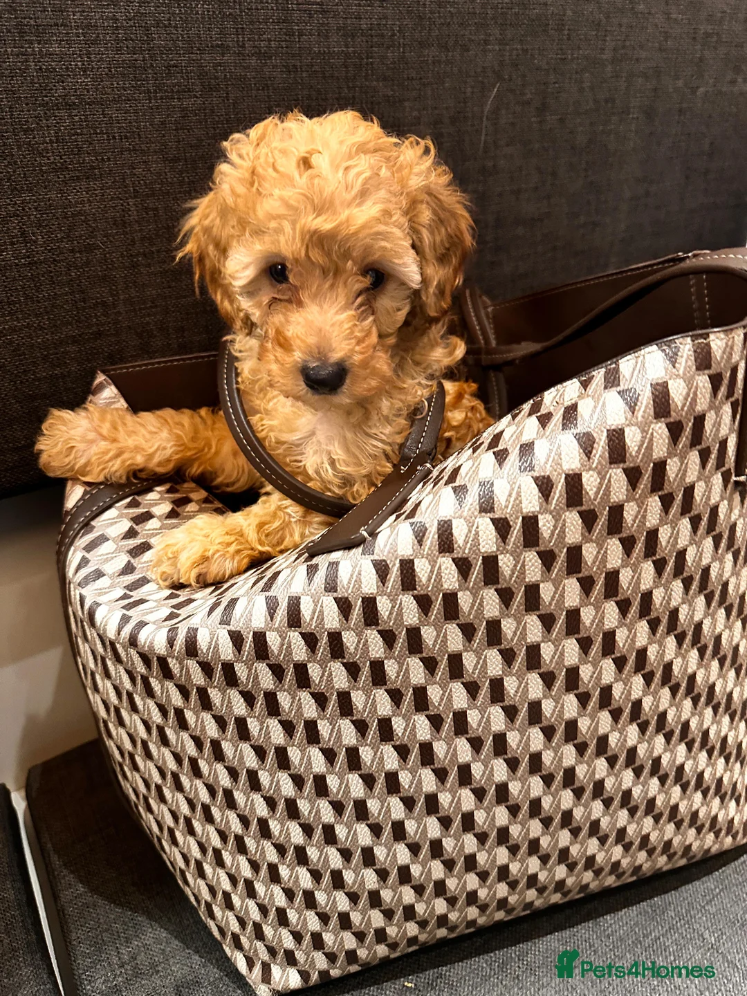 Toy Poodle dogs for sale:  READY TO LEAVE fully vaccinated kc regstrd GIRL - Advert 1