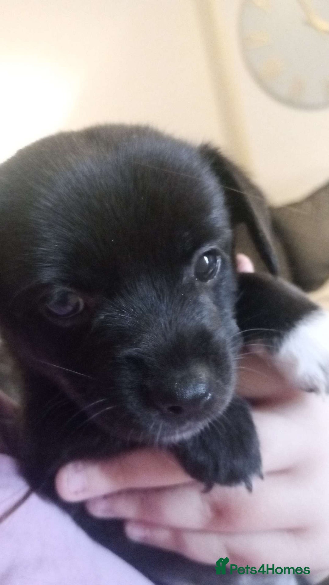 Mixed Breed dogs for sale: 🐾 Adorable Jackaranian Puppies  🐾 - Image 8