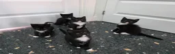 Mixed Breed cats for sale: Kittens for sale  in Reading - Advert 6