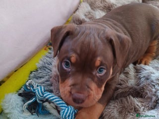 American Bully dogs Chocolate tri classic bullys - Advert 6