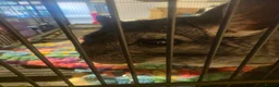 Chinchilla rodents for sale: Chinchillas with cage - Advert 3