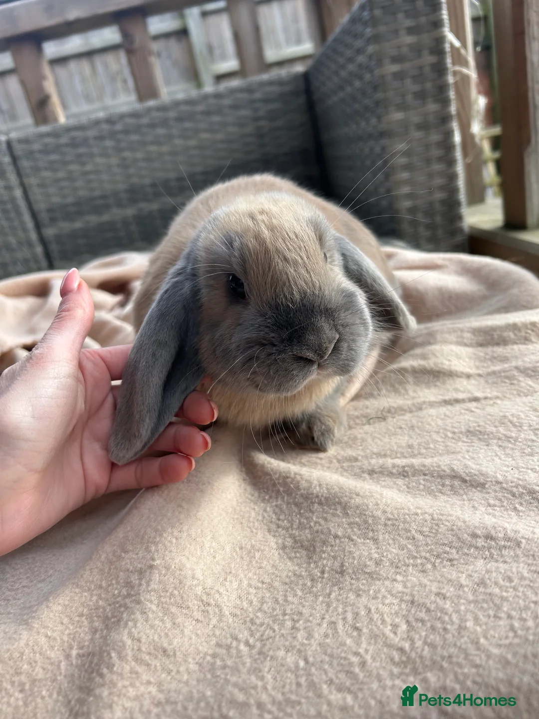 Mini Lop rabbits for sale: Beautifully marked friendly mini lop bunnies - Advert 8