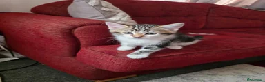 Domestic Shorthair Kitten 2
