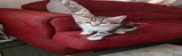 Domestic Shorthair cats for sale: Very playfully  - Advert 6