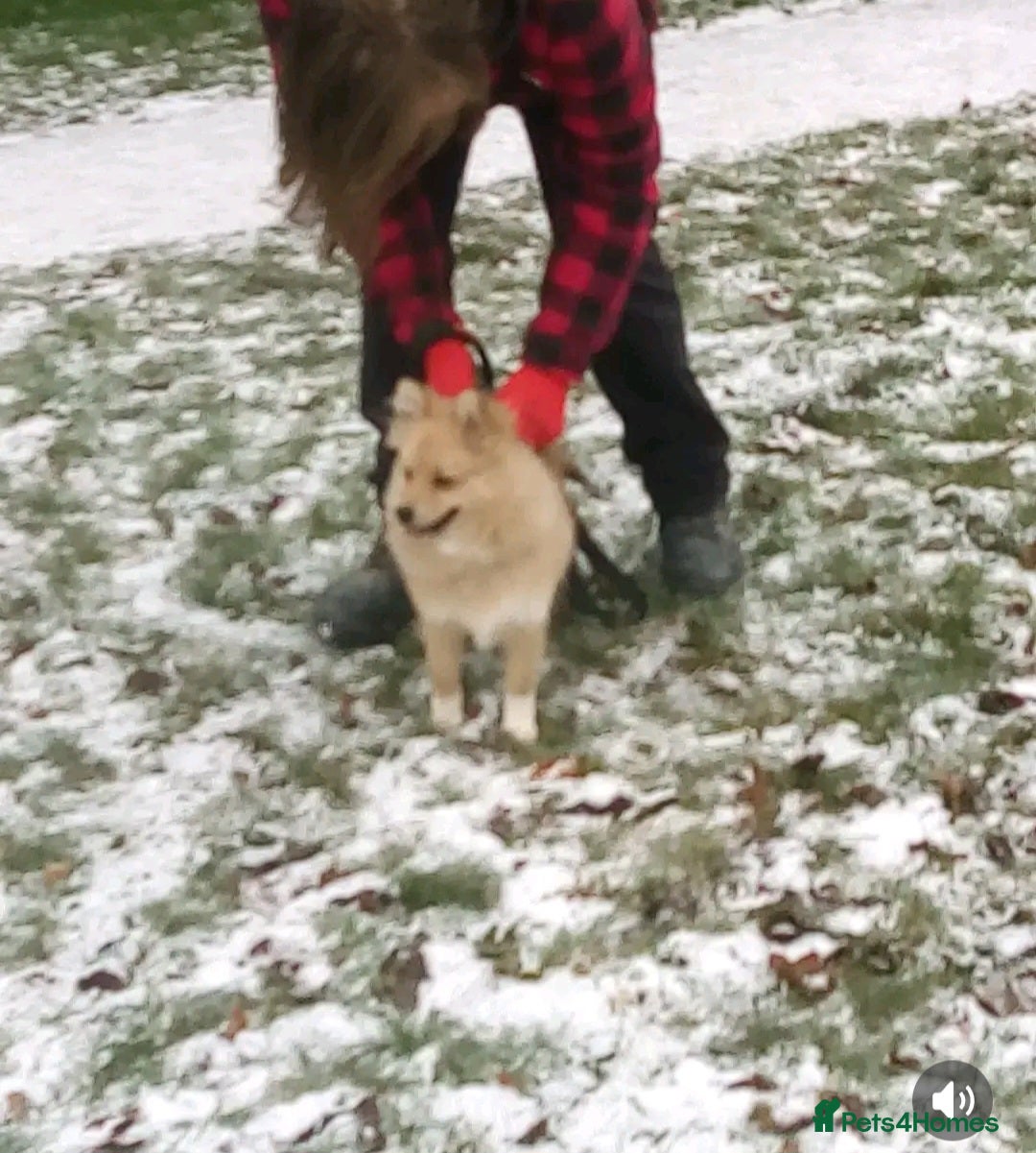 Pomeranian dogs for sale: 6 month old pomeranian male - Advert 1