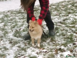 Pomeranian dogs 6 month old pomeranian male - Advert 11