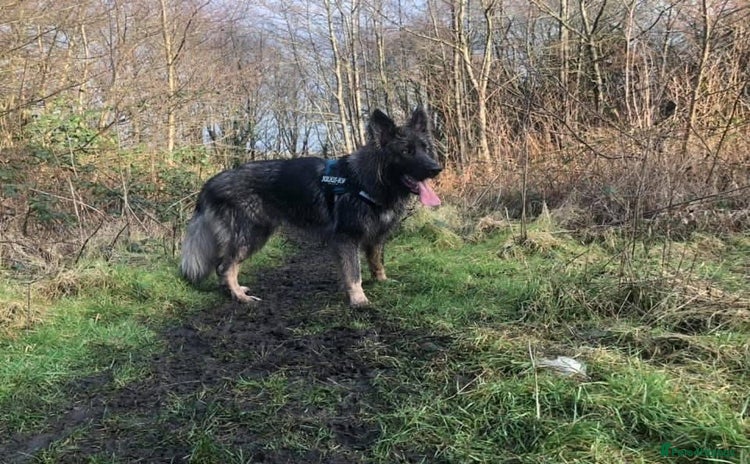German Shepherd dogs in Swansea - Advert 3