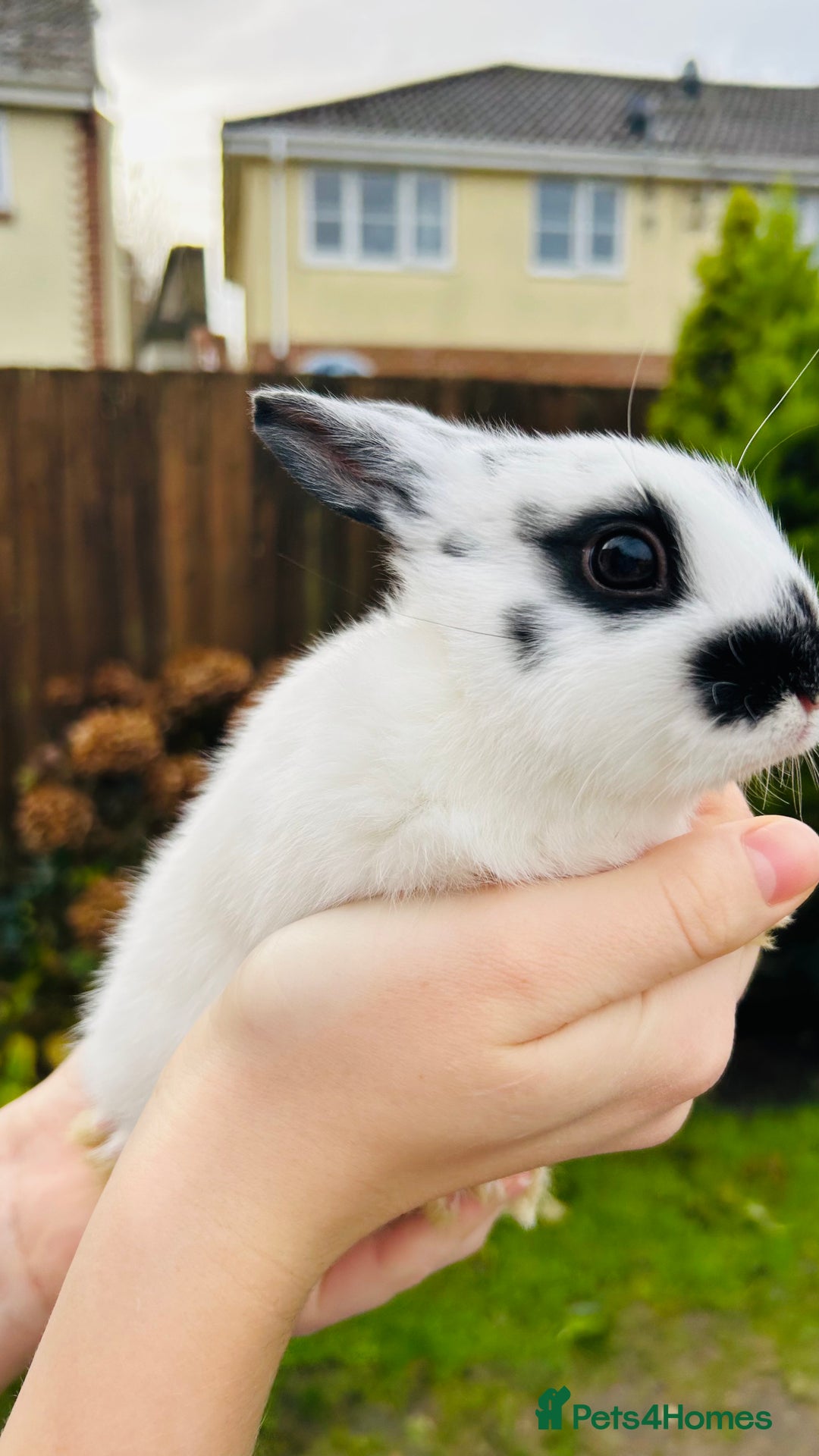Netherland Dwarf rabbits for sale: Netherlands dwarf bunnies  - Advert 5