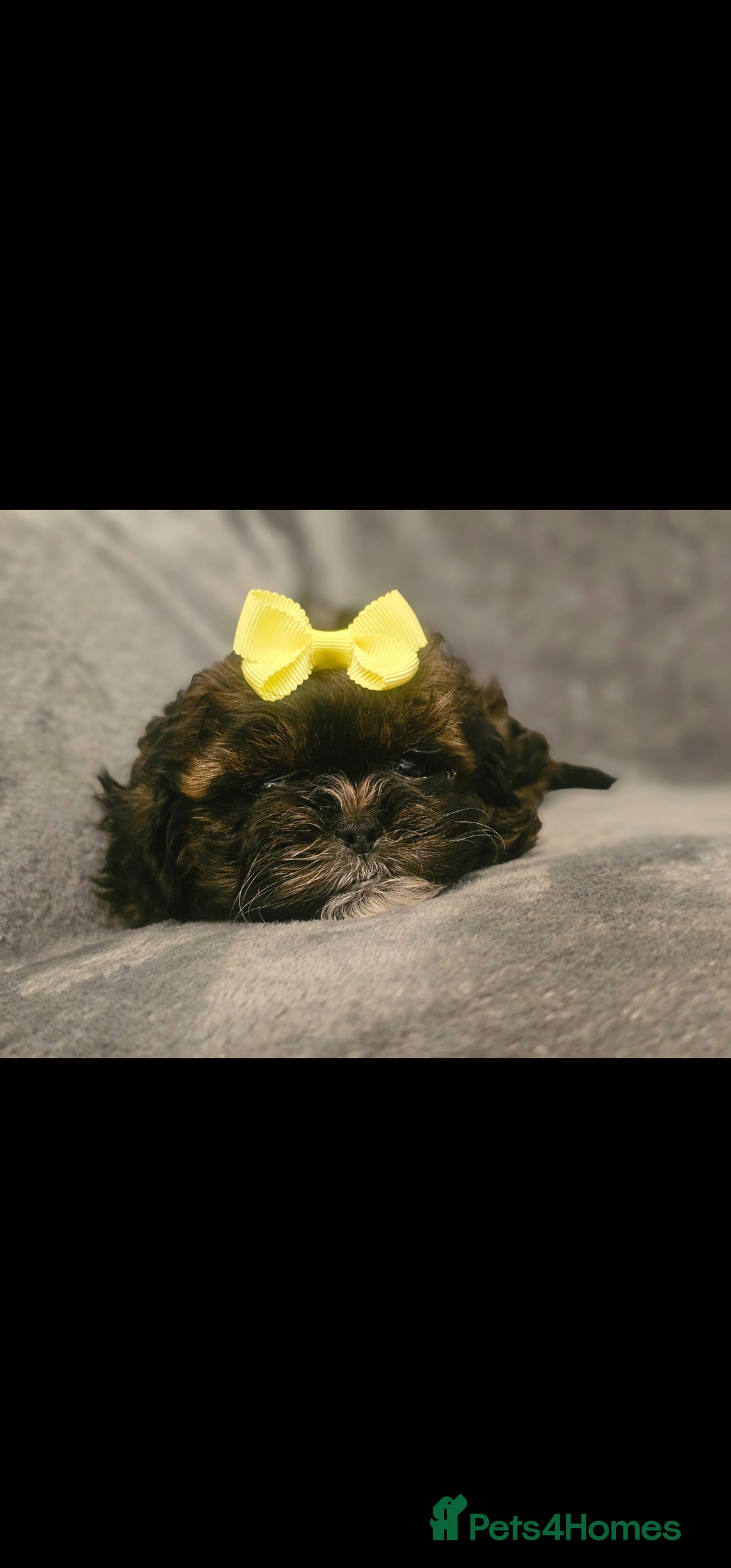 Shihpoo dogs for sale: 3 Hypoallergenic Shihpoo Boys - Advert 5