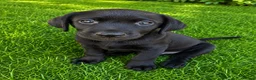 Labrador Retriever dogs for sale: KC Registered Pedigree Labrador Puppies - Advert 9