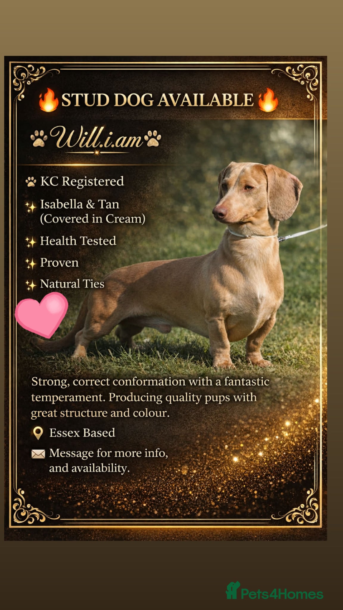 Dachshund dogs KC registered dachshund for stud - Advert 1