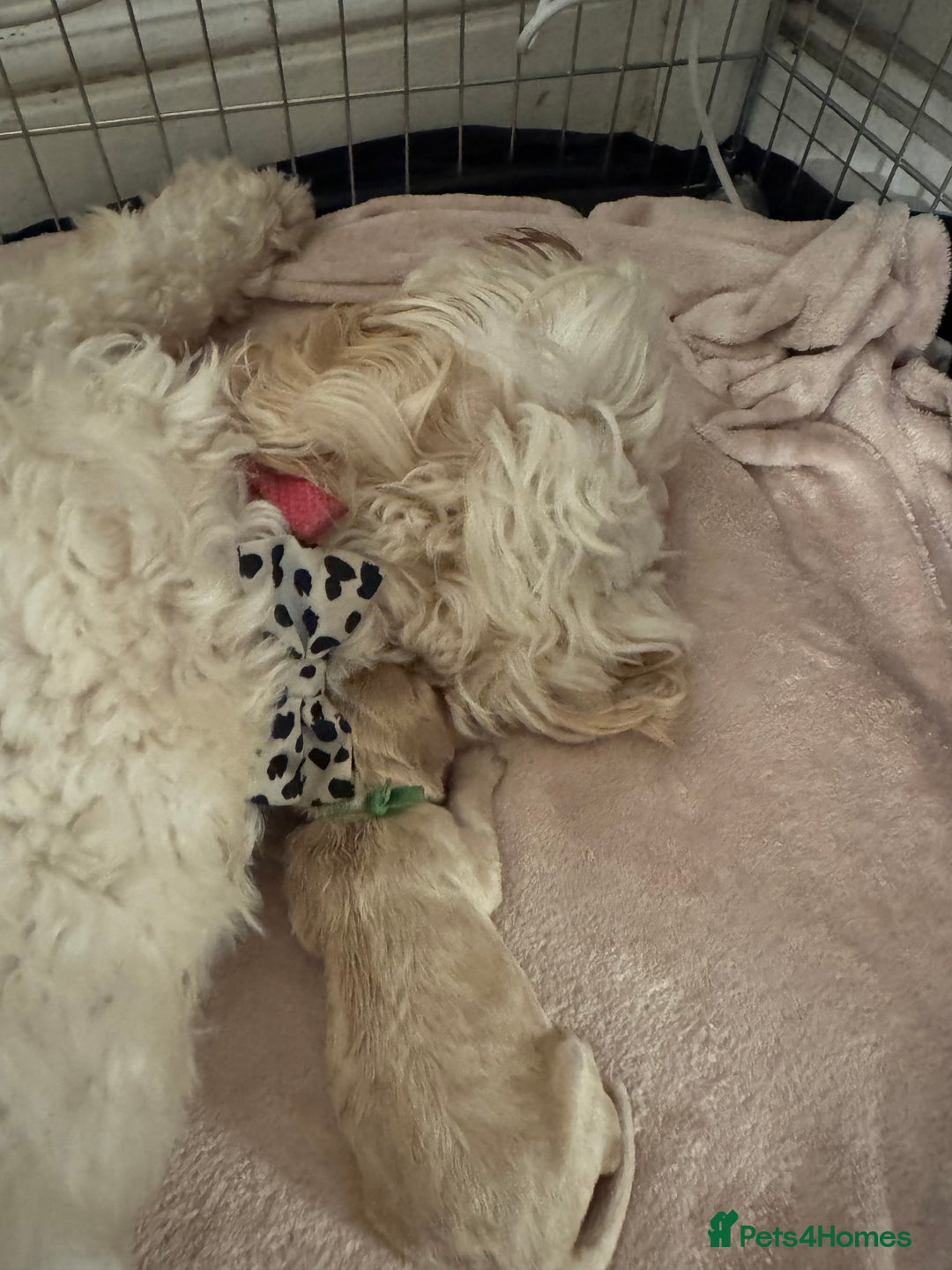 Cockapoo dogs for sale: Cockapoo Puppies  - Advert 17