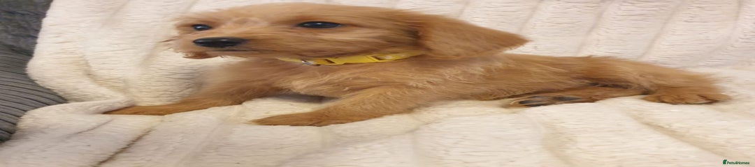 Yellow collar