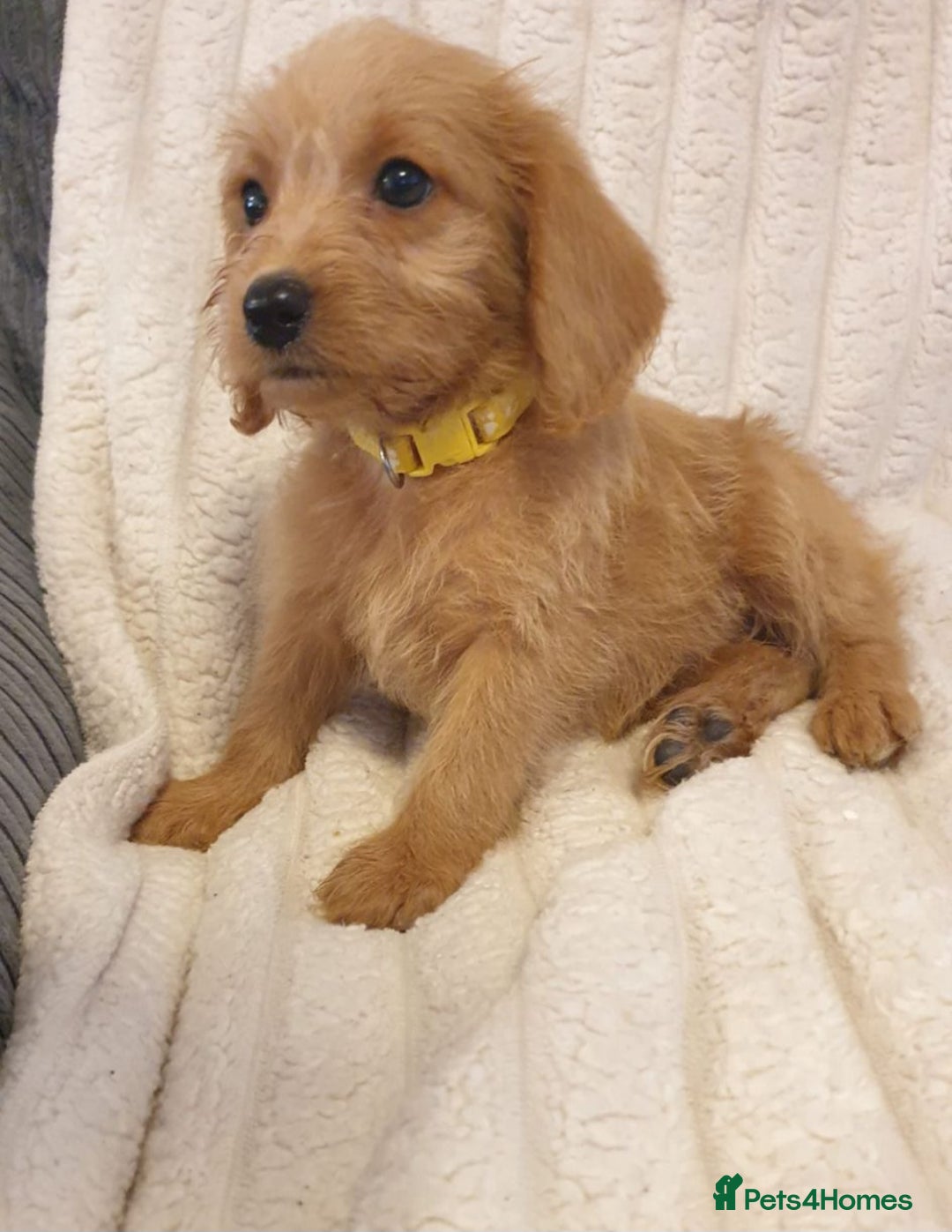 Labradoodle dogs for sale: F1 Miniature labradoodles 4 GIRLS LEFT  - Image 12