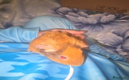 Guinea Pig rodents for sale: guinea pig - Image 8