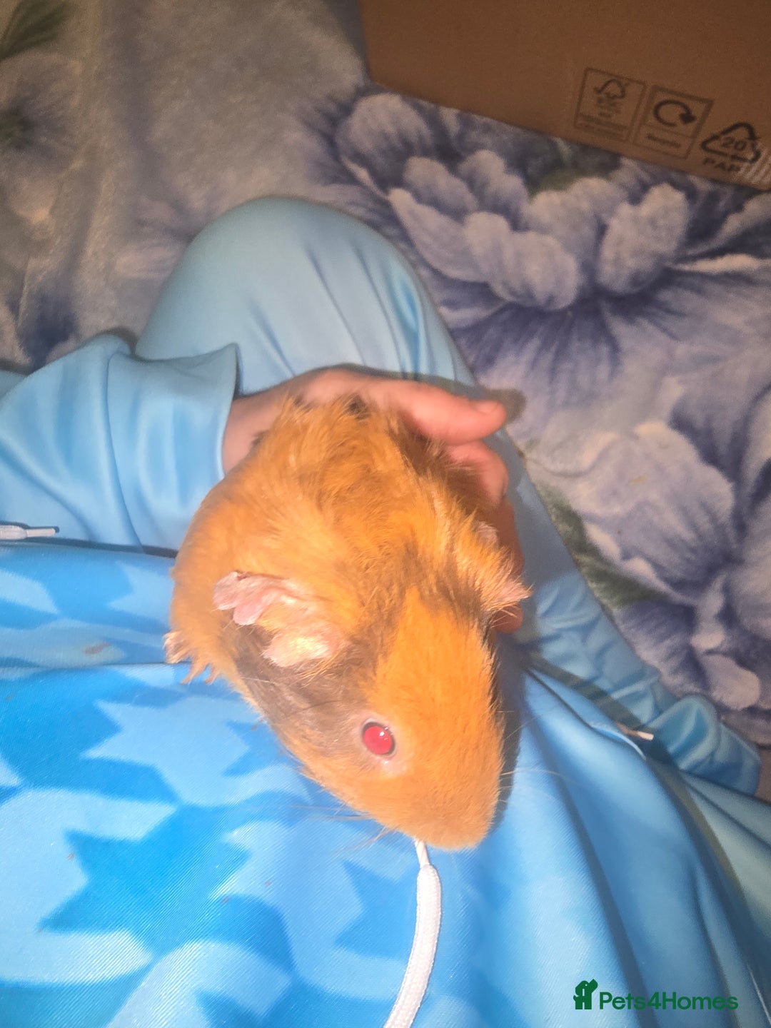 Guinea Pig rodents for sale: guinea pig - Image 8