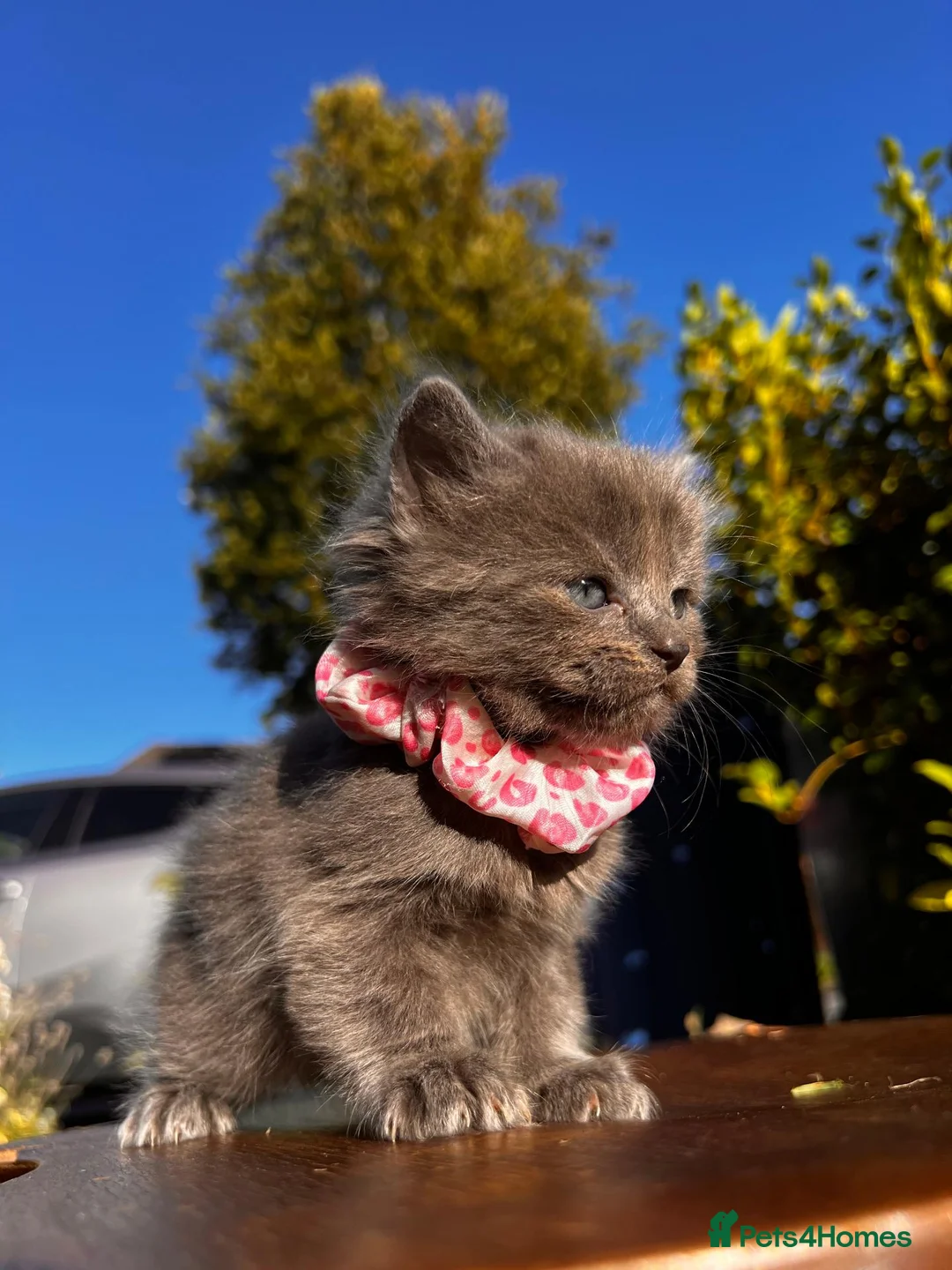 Mixed Breed cats for sale: 🐾💙 Grey Kittens Seeking Loving Homes! 🏡💙 - Advert 21