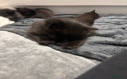 British Longhair cats for sale: 1 x British Long Hair & 2 x British Short Hair - Image 3