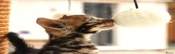 Bengal cats for sale: CUTE BROWN BENGAL MALE KITTENS - Advert 6