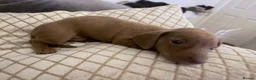 Dachshund dogs for sale: Dachshund puppies  - Advert 8
