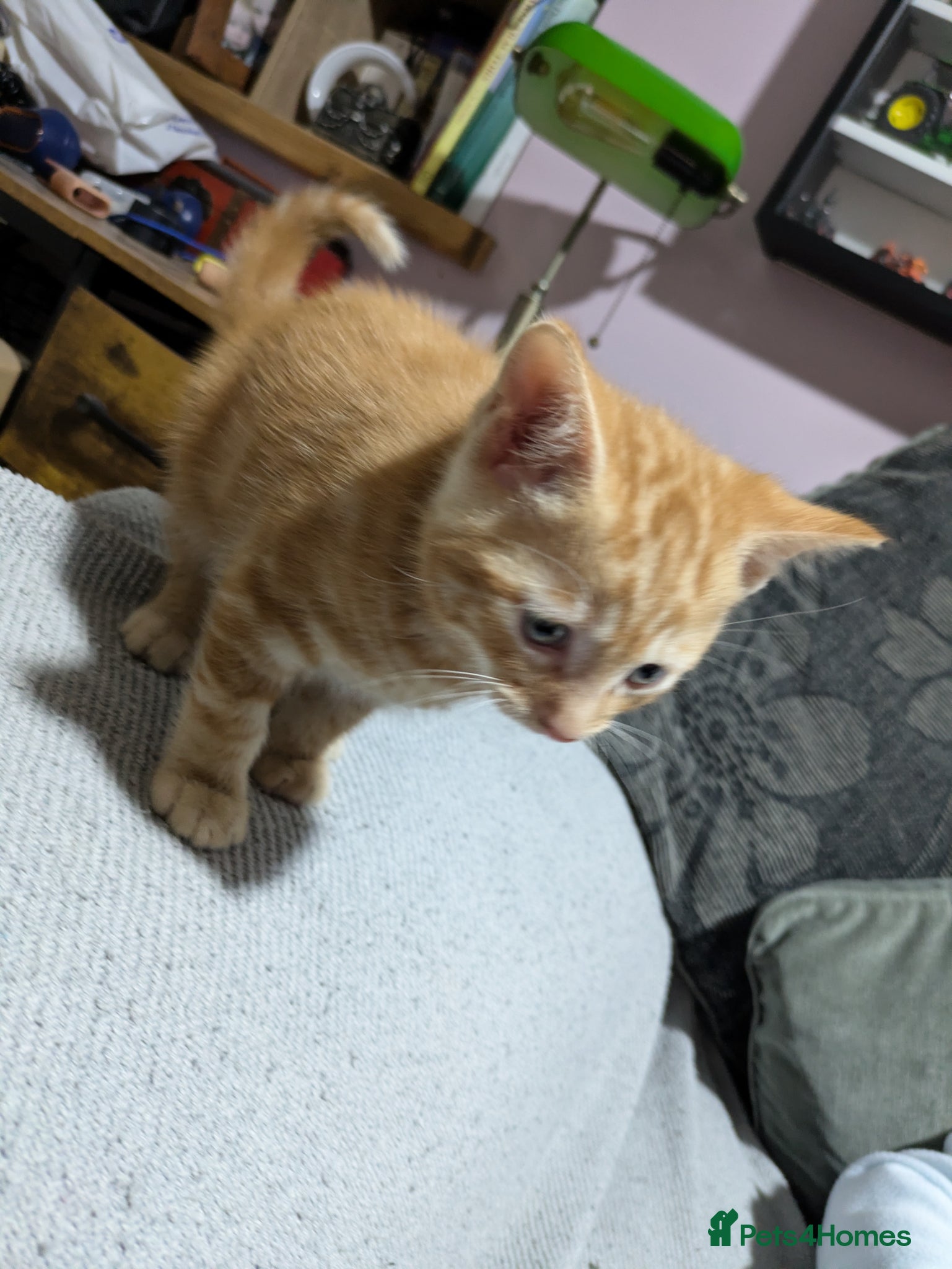 Mixed Breed cats for sale: Adorable kittens  - Advert 4
