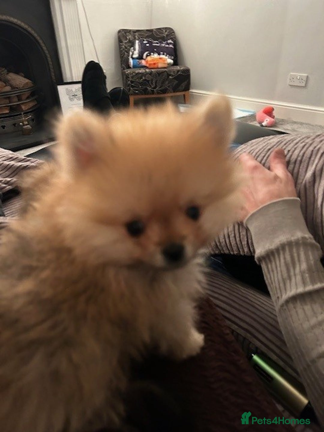 Pomeranian dogs for sale: Tiny Pomeranian Puppies - Advert 20