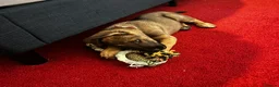 Mixed Breed dogs for sale: Puppy 9weeks  in Leicester - Advert 2