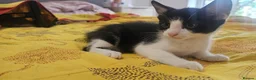 Mixed Breed cats for sale: Gorgeous kittens looking for forever home - Advert 5