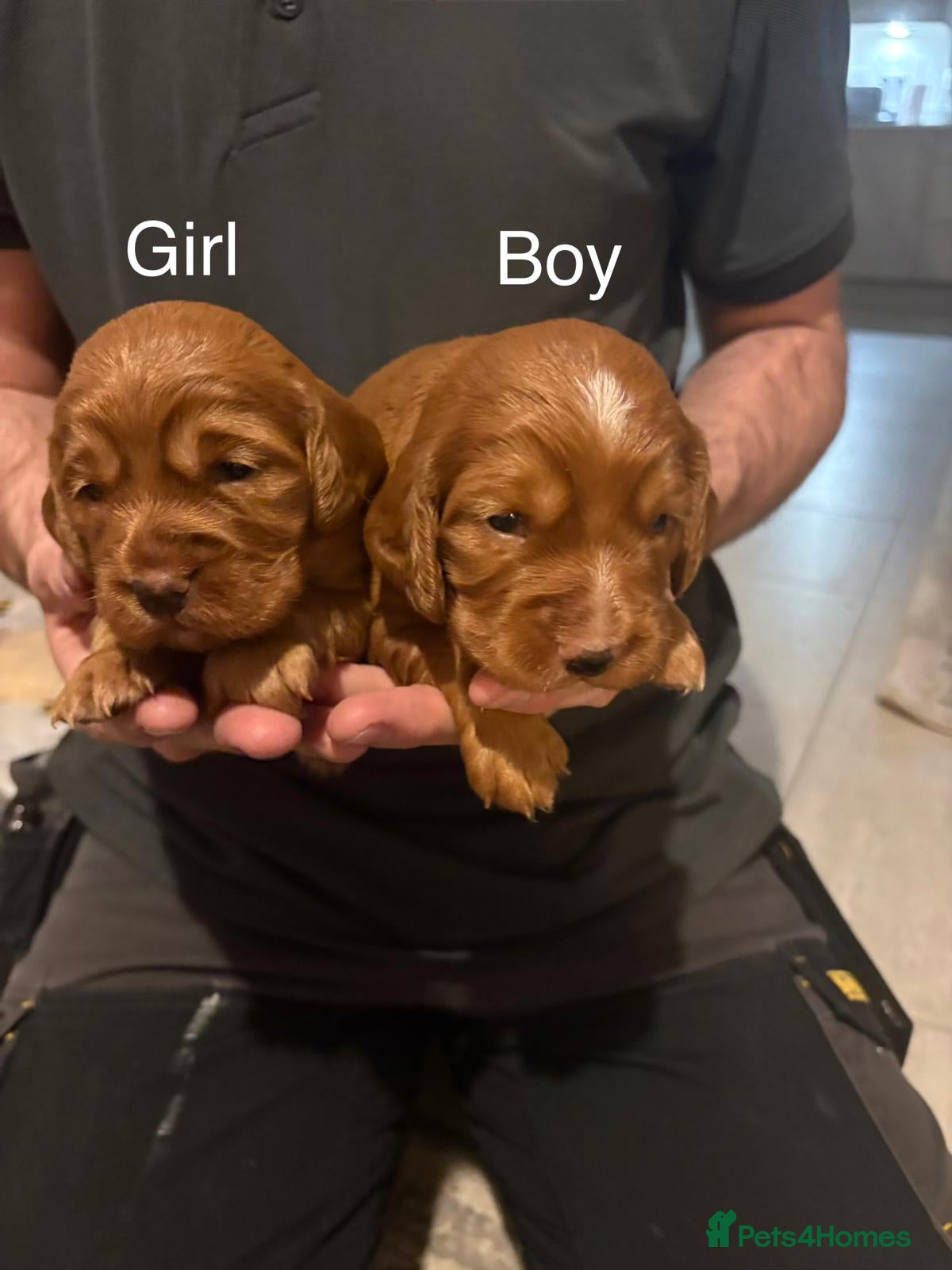 Cocker Spaniel dogs Golden Working Cocker Spaniel Pups  - Advert 1