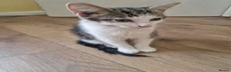Mixed Breed cats for sale: 2 male kittens for sale - Advert 4