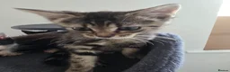 Domestic Shorthair cats for sale: Kittens  in Wednesbury - Advert 3