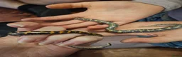 Boa Snake reptiles for sale: Baby Sand Boas Available (mix of morphs) - Advert 6