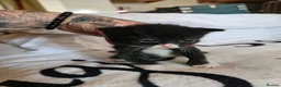 Domestic Shorthair cats for adoption: Tuxedo rescue kitten needs his own home - Advert 5