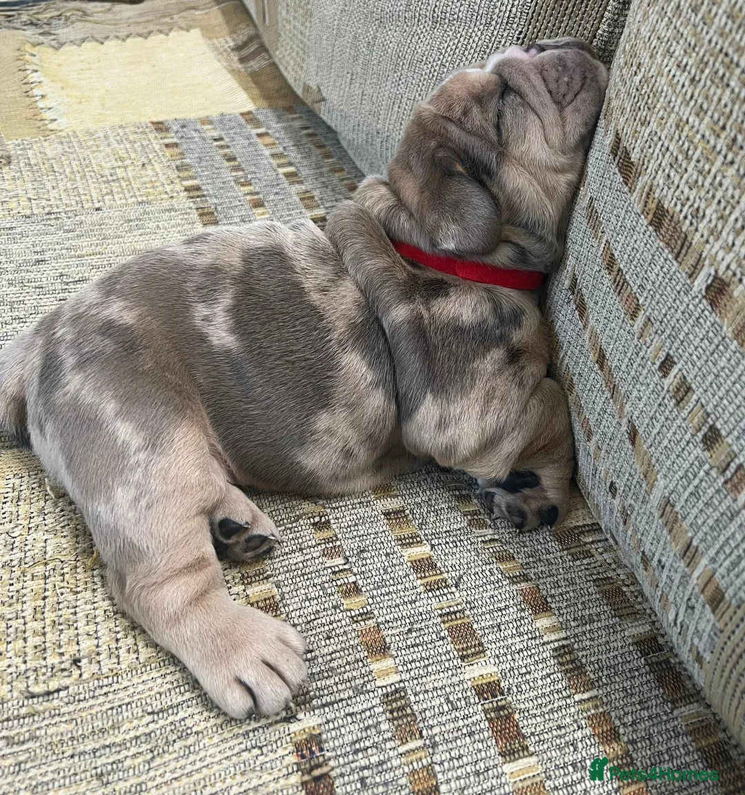 English Bulldog dogs for stud: Proven English Bulldog Stud - Blue Tri Merle in Romford - Advert 21