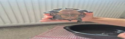 Turtle reptiles for sale: 3 x Black musk turtles in Hailsham - Advert 8