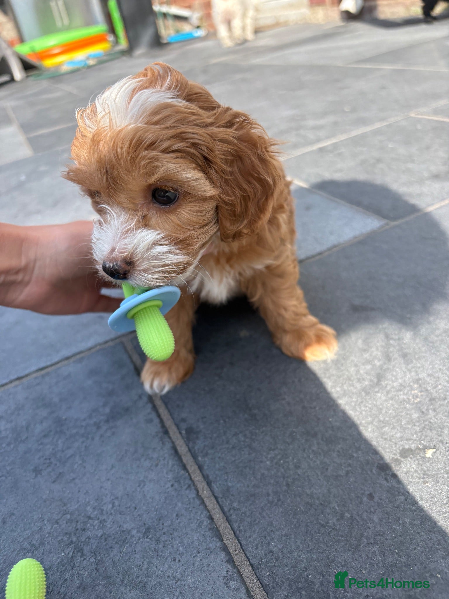 Maltipoo dogs ADORABLE TINY TOY MALTIPOO PUPPIES 🐶  - Advert 9