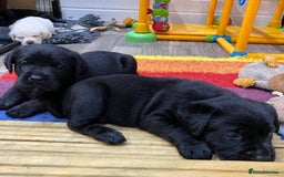Labrador Retriever dogs for sale: Kc registered 5*breeder  - Image 5