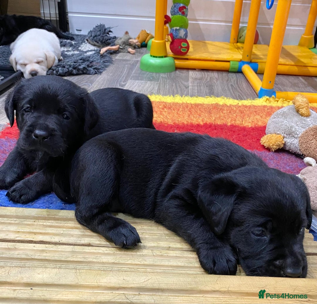 Labrador Retriever dogs for sale: Kc registered 5*breeder  - Image 5