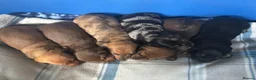 Dachshund dogs for sale: Miniature dachshund - Advert 9