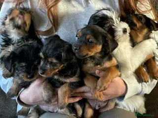 Yorkshire Terrier dogs 6 beautiful Yorkshire terriers puppies - Advert 2