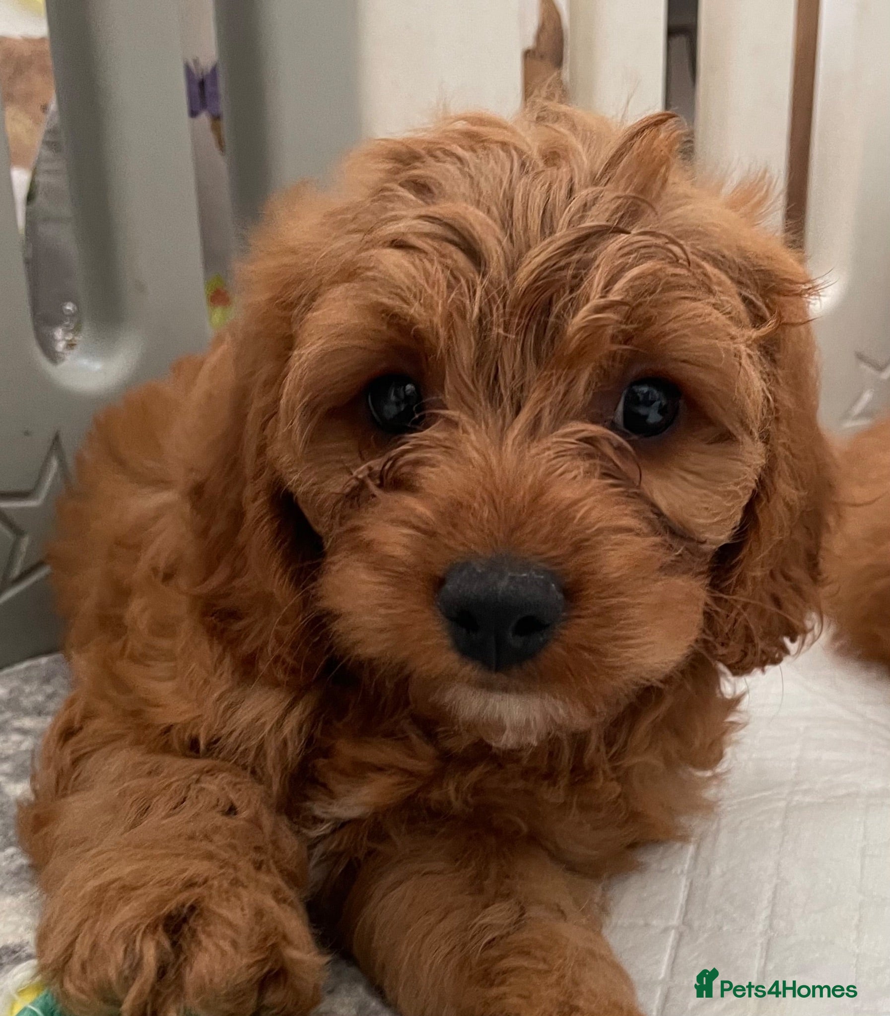 Cavapoo dogs ADORABLE CAVAPOO PUPPIES  - Advert 4