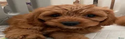 Cavapoo dogs for sale: ADORABLE CAVAPOO PUPPIES  - Advert 20