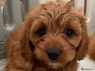 Cavapoo dogs ADORABLE CAVAPOO PUPPIES - Advert 4