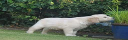 Golden Retriever dogs for sale: Golden Retriever Puppies in Armagh - Advert 22