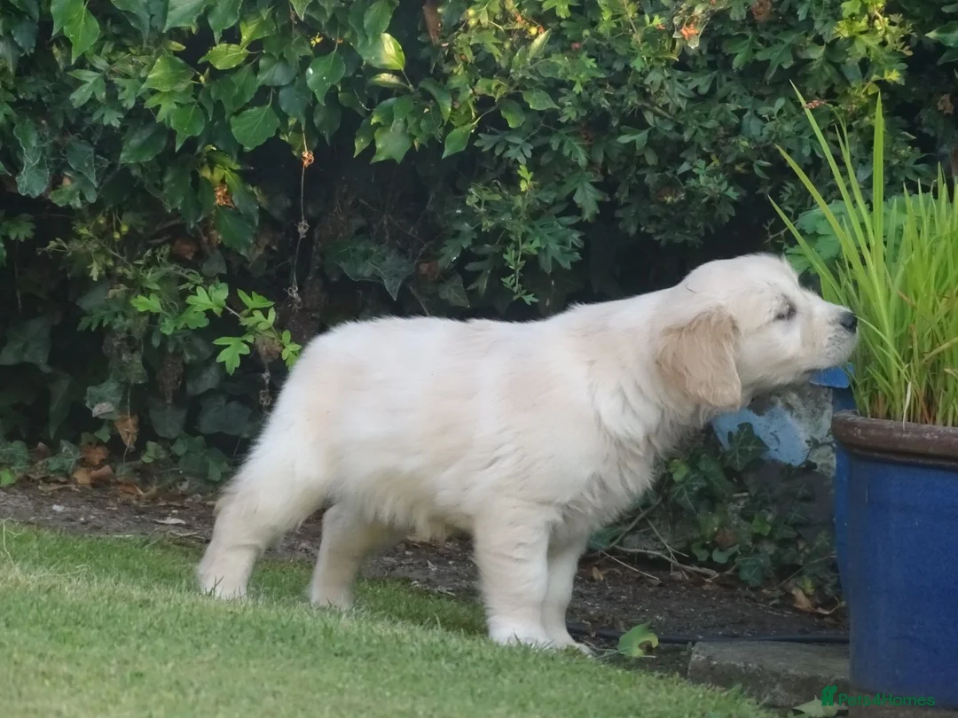 Golden Retriever dogs for sale: Golden Retriever Puppies in Armagh - Advert 22